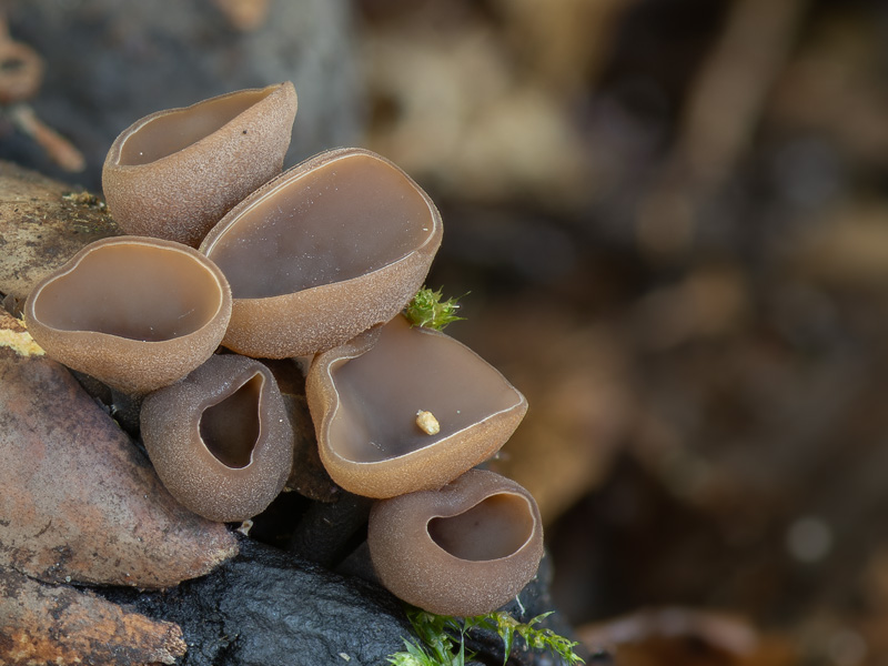 Ciboria batschiana